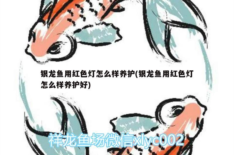 龍魚(yú)壽命一般多久？，判斷龍魚(yú)是否接近壽命終點(diǎn)，從多方面分析龍魚(yú)是否接近壽命終點(diǎn)