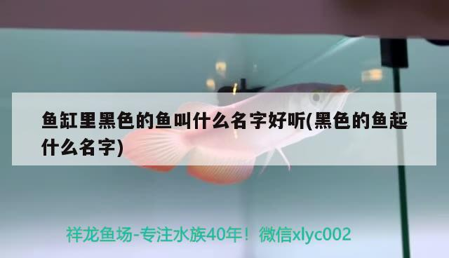 魚缸里黑色的魚叫什么名字好聽(黑色的魚起什么名字) 魚缸里黑色的魚叫什么名字好聽(黑色的魚起什么名字) 魟魚百科 第2張