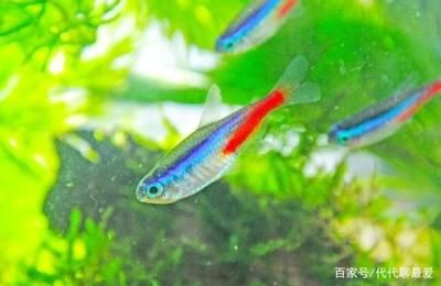 暴曬的水能馬上放魚缸：暴曬后的水可以直接倒入魚缸嗎？