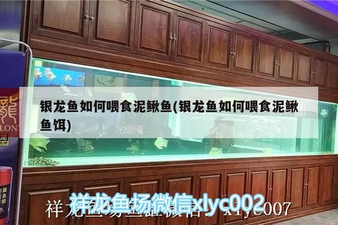 銀龍魚如何喂食泥鰍魚(銀龍魚如何喂食泥鰍魚餌)