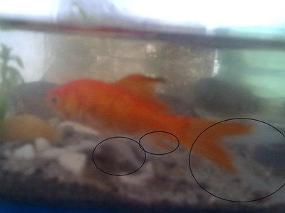 小紅龍魚(yú)鰭長(zhǎng)得大：如何通過(guò)飲食促進(jìn)魚(yú)鰭生長(zhǎng)，小紅龍魚(yú)鰭寬大鑒賞技巧