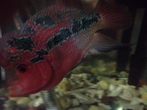 小紅龍魚鰭長得大：如何通過飲食促進魚鰭生長，小紅龍魚鰭寬大鑒賞技巧