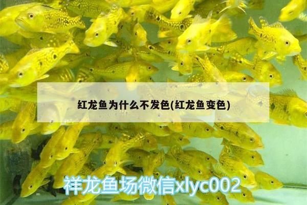 紅龍魚不發色的原因是什么：紅龍魚為什么不發色