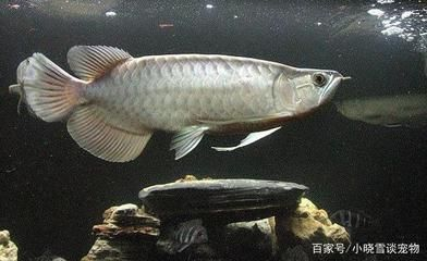適合魟魚混養的：哪些魚類適合與魟魚混養？