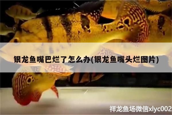 銀龍魚嘴巴爛了怎么辦(銀龍魚嘴頭爛圖片)
