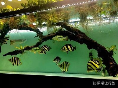 5厘米虎魚喂什么好養活一點：5厘米的小虎魚喂什么好養活一點