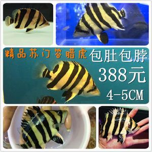 5厘米虎魚喂什么好養活一點：5厘米的小虎魚喂什么好養活一點