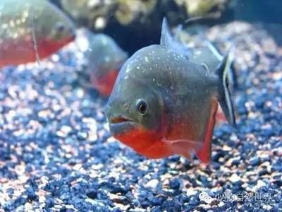 5厘米虎魚喂什么好養活一點：5厘米的小虎魚喂什么好養活一點