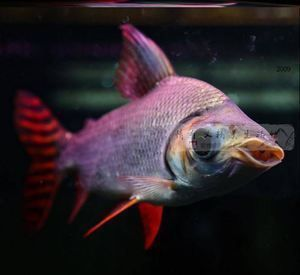 龍魚配泰國鯽vs祥龍魚場：龍魚與泰國鯽在魚缸養殖中的對比研究