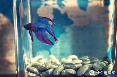 120長40寬的魚缸能養什么魚：120長40寬的魚缸可以養多種魚類，具體取決于您的喜好和飼養經驗