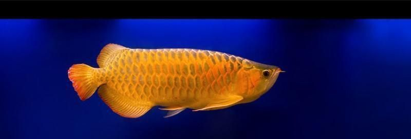 60厘米魚缸養(yǎng)什么魚：60厘米的魚缸適合養(yǎng)什么樣的魚