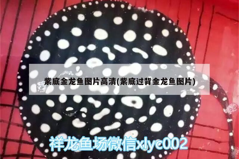 紫底金龍魚圖片高清(紫底過背金龍魚圖片)