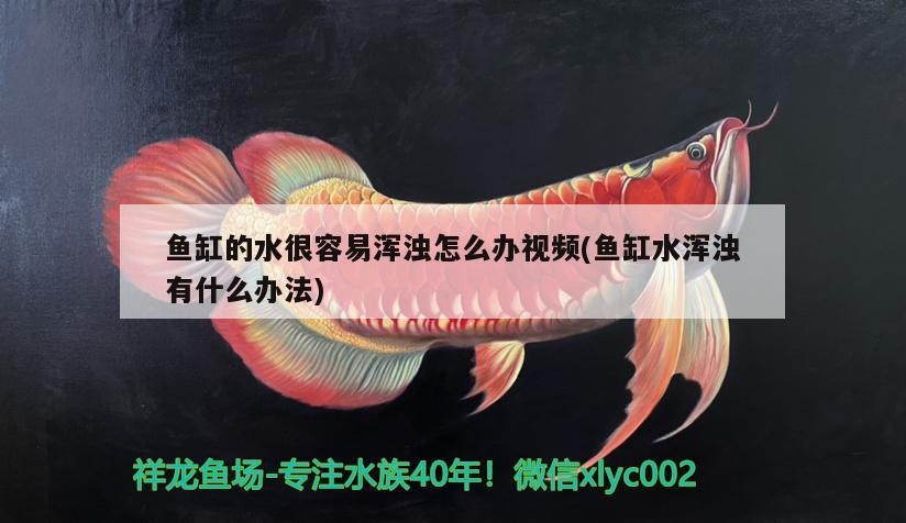 魚缸的水很容易渾濁怎么辦視頻(魚缸水渾濁有什么辦法)