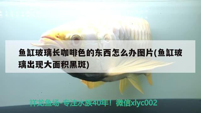 魚缸玻璃長咖啡色的東西怎么辦圖片(魚缸玻璃出現大面積黑斑)