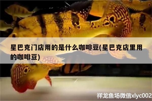 星巴克門店用的是什么咖啡豆(星巴克店里用的咖啡豆)