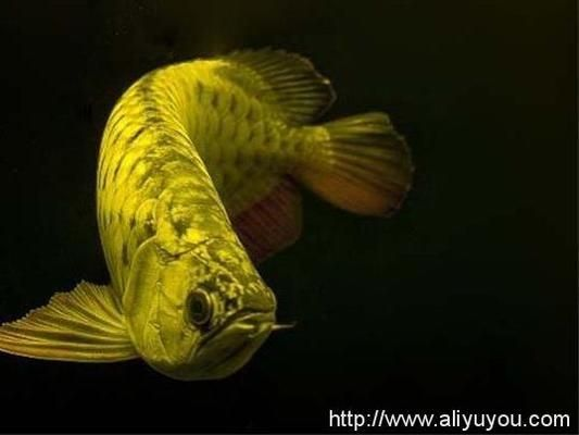 普通龍魚價格多少錢一條啊，普通龍魚價格波動原因如何辨別龍魚品相好壞