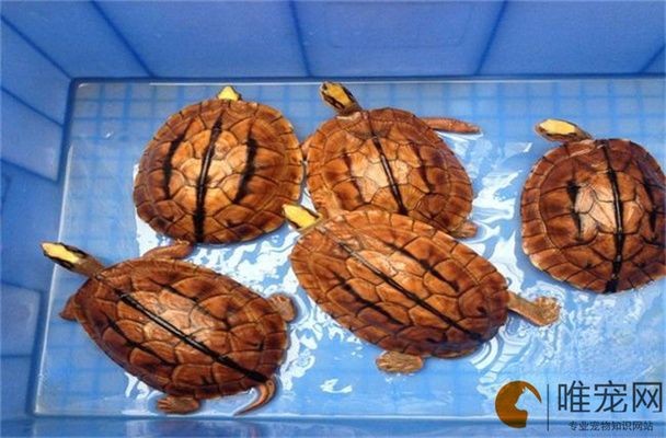 普通龍魚價格多少錢一條啊，普通龍魚價格波動原因如何辨別龍魚品相好壞