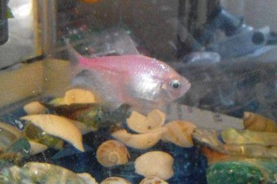 彩裙魚在魚缸底部不動：彩裙魚在魚缸底部不動可能有多種原因