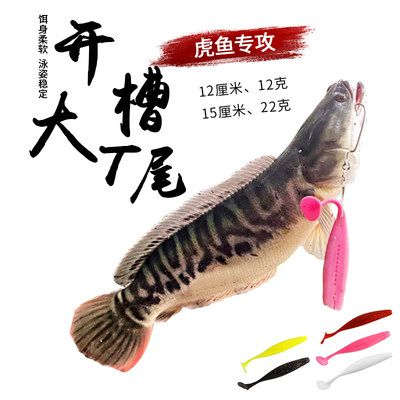 12厘米虎魚能吃多大小魚：12厘米虎魚可以吃多大小魚嗎12厘米虎魚能吃多大小魚嗎