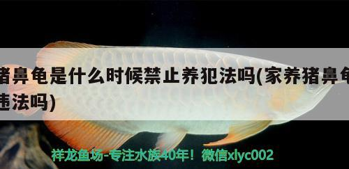 豬鼻龜是什么時候禁止養犯法嗎(家養豬鼻龜違法嗎)