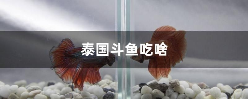 泰國(guó)斗魚吃啥