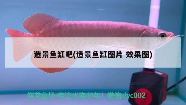 龍魚干蝦有營養嗎 造景魚缸吧(造景魚缸圖片效果圖) 魟魚百科 造景魚缸吧(造景魚缸圖片效果圖) 造景魚缸吧(造景魚缸圖片效果圖) 魟魚百科