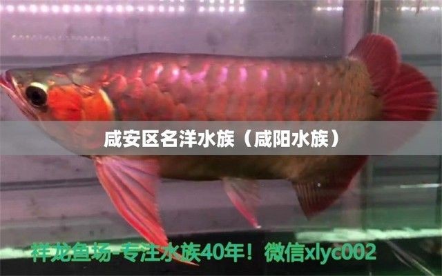 咸陽水族館vs祥龍魚場（咸陽水族館與祥龍魚場之間的差異之前，我們需要明確兩者的主要業務和特點）