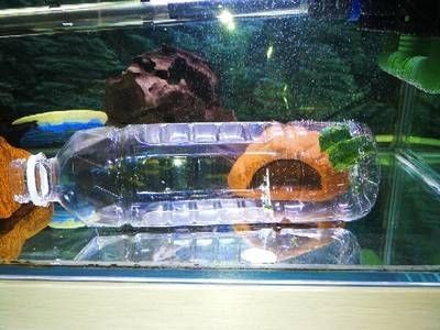 5個礦泉水瓶魚缸圖片：如何使用五個礦泉水瓶制作魚缸