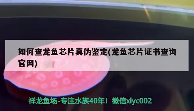 如何查龍魚芯片真?zhèn)舞b定(龍魚芯片證書查詢官網(wǎng))