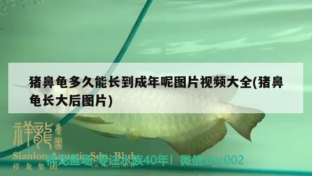 豬鼻龜多久能長到成年呢圖片視頻大全(豬鼻龜長大后圖片)