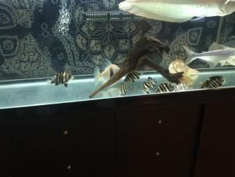 虎魚怎么才能長明：如何讓虎魚變得更明亮