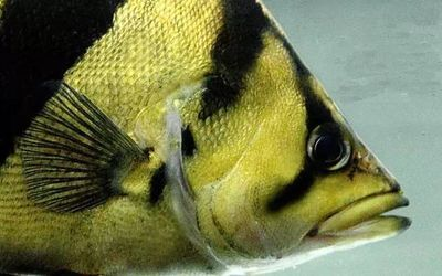 虎魚怎么才能長明：如何讓虎魚變得更明亮