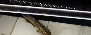 威海龍魚vs祥龍魚場（威海龍魚與祥龍魚場有什么區別？）