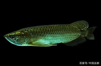 威海龍魚vs祥龍魚場（威海龍魚與祥龍魚場有什么區別？）