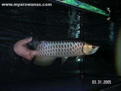威海龍魚vs祥龍魚場（威海龍魚與祥龍魚場有什么區別？）