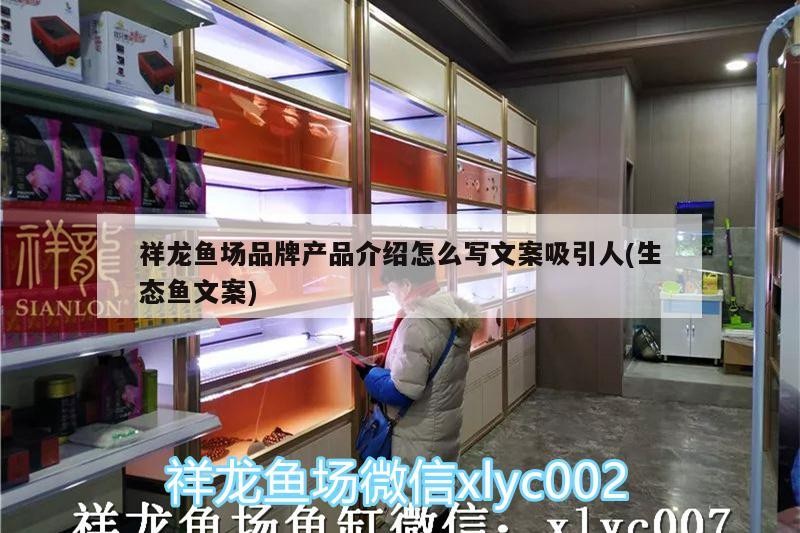 祥龍魚場品牌產品介紹怎么寫文案吸引人(生態魚文案)