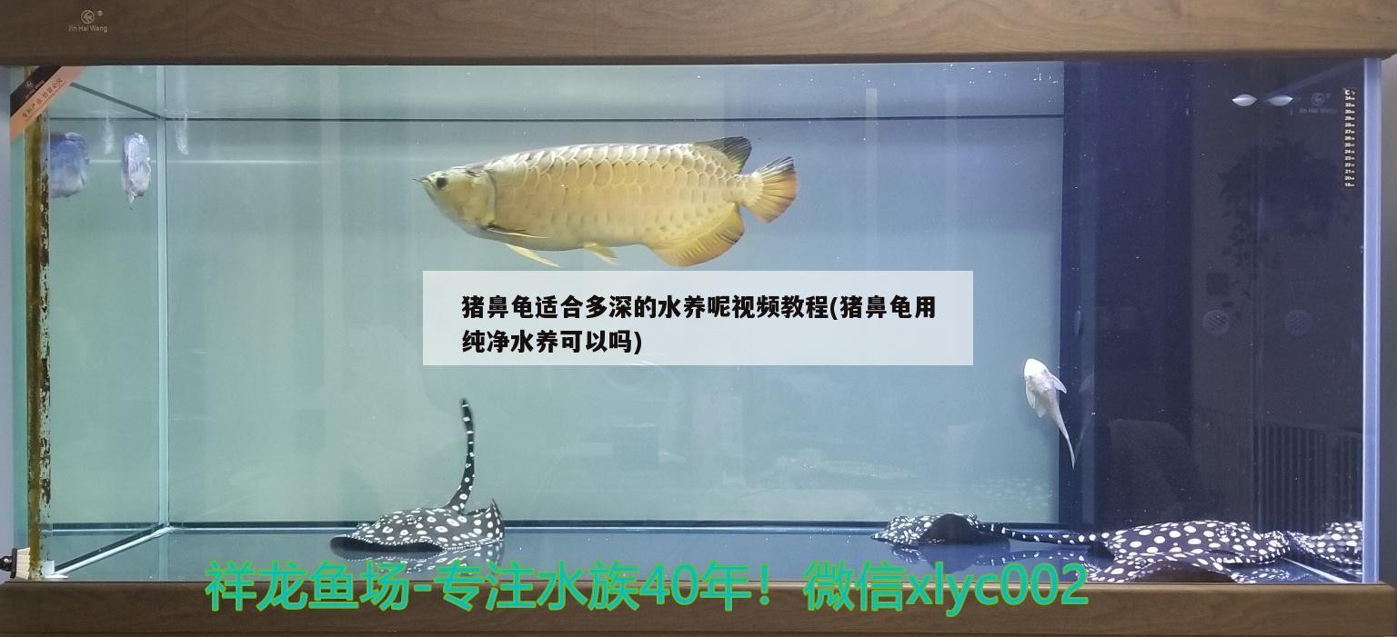 豬鼻龜適合多深的水養呢視頻教程(豬鼻龜用純凈水養可以嗎)