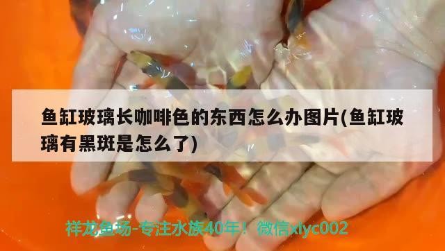 魚缸玻璃長咖啡色的東西怎么辦圖片(魚缸玻璃有黑斑是怎么了) 魚缸玻璃長咖啡色的東西怎么辦圖片(魚缸玻璃有黑斑是怎么了) 馬來西亞咖啡 第2張