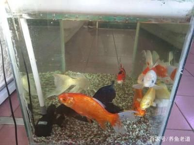 玻璃魚缸有水垢怎么清理干凈：如何清理玻璃魚缸水垢