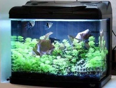 玻璃魚缸有水垢怎么清理干凈：如何清理玻璃魚缸水垢