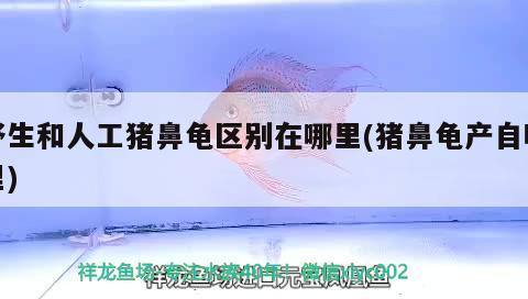 野生和人工豬鼻龜區(qū)別在哪里(豬鼻龜產(chǎn)自哪里)