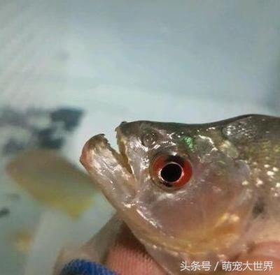 虎魚叫什么魚名字：虎魚叫什么名字