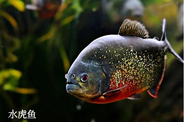 虎魚叫什么魚名字：虎魚叫什么名字