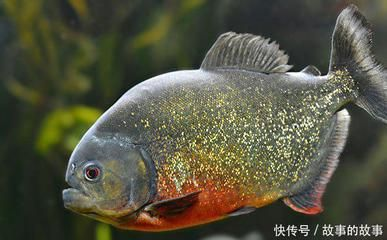 虎魚叫什么魚名字：虎魚叫什么名字