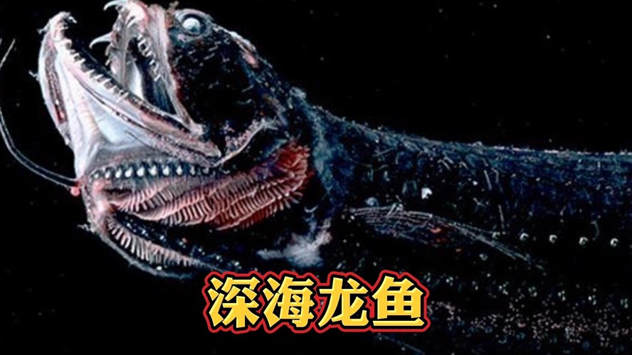 龍魚(yú)發(fā)驚怎么辦