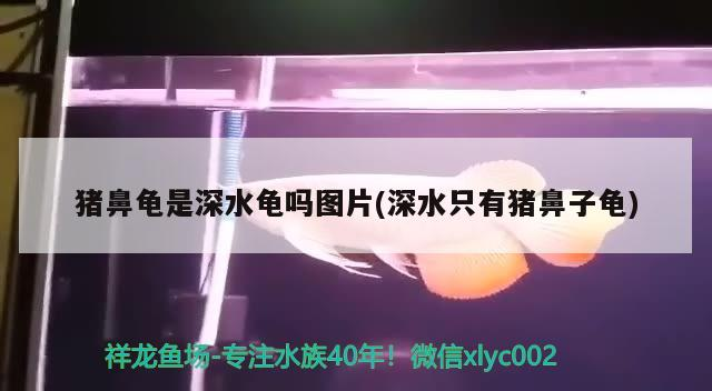 豬鼻龜是深水龜嗎圖片(深水只有豬鼻子龜)