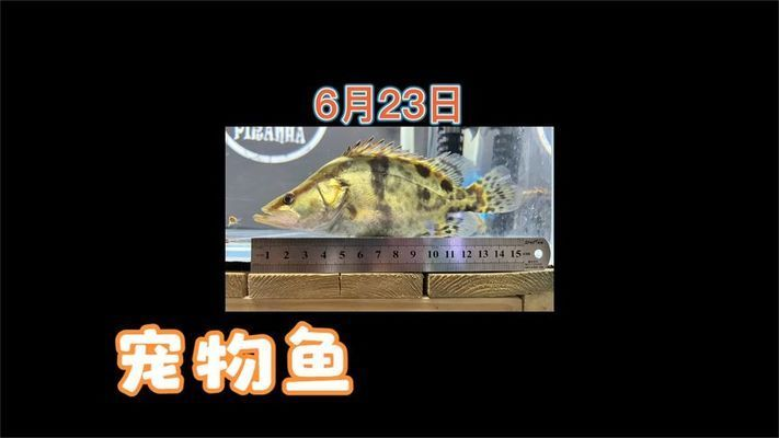 魟魚生長速度如何監測：如何監測魟魚的生長速度