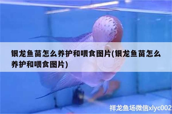 銀龍魚苗怎么養護和喂食圖片(銀龍魚苗怎么養護和喂食圖片)
