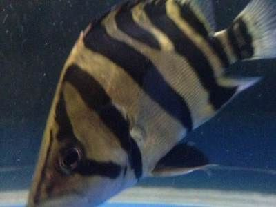 虎魚斷紋了還能長好嗎？：虎魚斷紋能否長回取決于多種因素虎魚斷紋了還能長好嗎