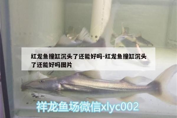 紅龍魚沉頭可以調(diào)理嗎：紅龍魚沉頭物理固定技巧紅龍魚沉頭預(yù)防措施